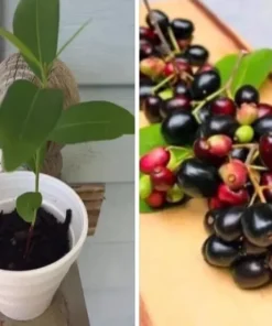 Black Java Plum (syzygium cumini) fruit tree 6” - 10” Live Plant / Cây Trái Trâm