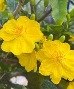 Bonsai Mai vang sieu nu. free shipping