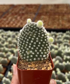 Bunny Ear Cactus Opuntia Microdasys Live Plant 2