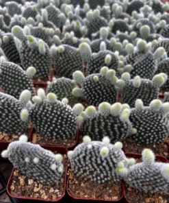 Bunny Ear Cactus Opuntia Microdasys Live Plant 2