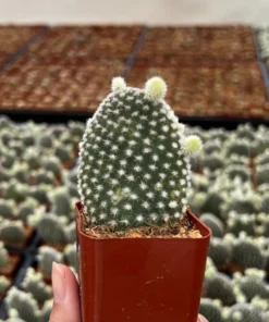 Bunny Ear Cactus Opuntia Microdasys Live Plant 2