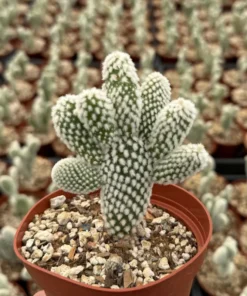 Bunny Ear Cactus Opuntia Microdasys Live Plant 2