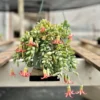 Cotyledon Pendens Trailing Succulent Live Plant 2