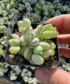 Cotyledon Pendens Trailing Succulent Live Plant 2