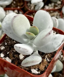 Cotyledon Pendens Trailing Succulent Live Plant 2