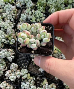 Cotyledon Pendens Trailing Succulent Live Plant 2