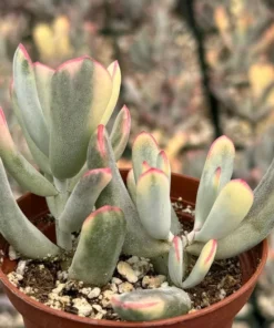 Cotyledon Pendens Trailing Succulent Live Plant 2