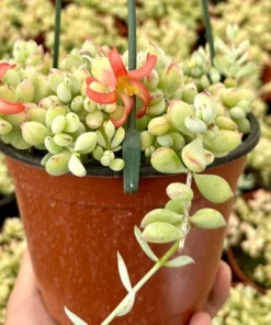 Cotyledon Pendens Trailing Succulent Live Plant 2