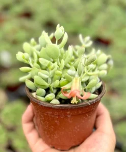 Cotyledon Pendens Trailing Succulent Live Plant 2