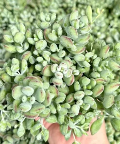 Cotyledon Pendens Trailing Succulent Live Plant 2