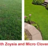 Drought Resistant Ground Cover Zenith Zoysia And Micro Clover Seeds - Grass Seeds For Lawn