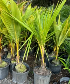 Dwarf Malayan Coconut Tree 3-4 Feet Tall. Free Shipping