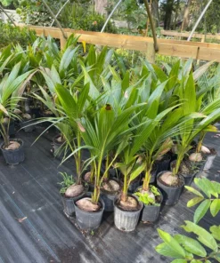 Dwarf green malayan coconut live tree 3 feet tall