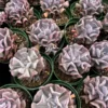Echeveria Cubic Frost, Pink Succulent, Rare Plant, Live Plant in 2", 4" pot