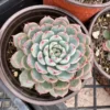 Echeveria Minima 2", 4"pot, Live Succulent, Small Succulents
