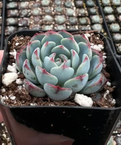 Echeveria Minima 2