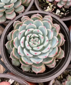 Echeveria Minima 2