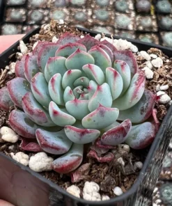 Echeveria Minima 2