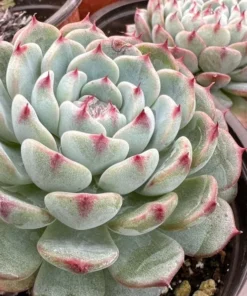 Echeveria Minima 2