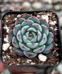 Echeveria Minima 2