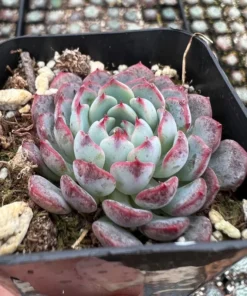 Echeveria Minima 2