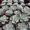 Echeveria Peaches and Cream, Atlantis, Floral Succulent, Desk Plant, Live Plant in 4'' pot