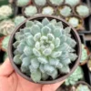 Echeveria Setosa Mexican Firecracker, Exotic Succulent, Fuzzy plant in 2'', 4" pot