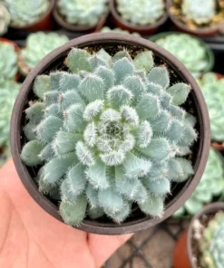 Echeveria Setosa Mexican Firecracker, Exotic Succulent, Fuzzy plant in 2'', 4