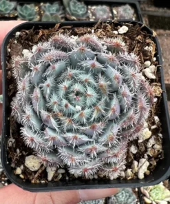 Echeveria Setosa Mexican Firecracker, Exotic Succulent, Fuzzy plant in 2'', 4