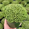 Euphorbia Monstrose Live Succulent Plant Cactus Cluster 2 4 6 inch Pots