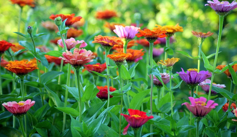 What to Sow in February: A Complete Guide for Every Climate