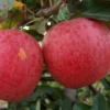 Gala Apple Trees Bareroot 2-3 Feet Tall