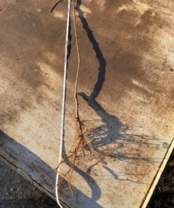 Gala Apple Trees Bareroot 2-3 Feet Tall