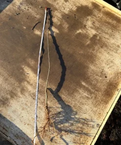 Gala Apple Trees Bareroot 2-3 Feet Tall