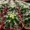 Golden Barrel Cactus 2" Live Plant Echinocactus Grusonii | SkyGardenByPhoenix