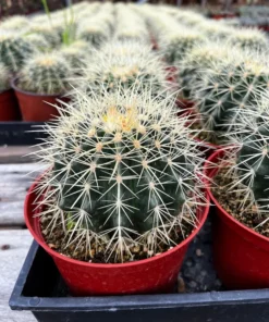 Golden Barrel Cactus 2