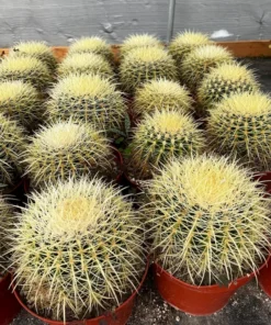 Golden Barrel Cactus 2