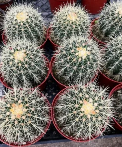 Golden Barrel Cactus 2