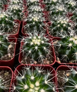 Golden Barrel Cactus 2