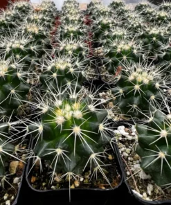 Golden Barrel Cactus 6