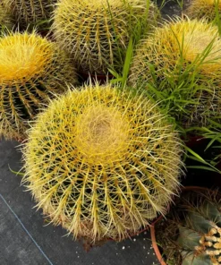 Golden Barrel Cactus, Mother-in-law's Cushion, Echinocactus Grusonii, Garden Decor Plant, Large Cactus in 8'', 10'' size