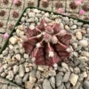 Gymnocalycium Mihanovichii, Chin Cactus, Rare Cactus, Red Cactus, Exotic Plant in 2'', 3" pot