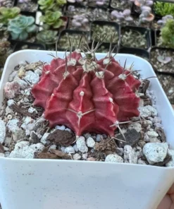 Gymnocalycium Mihanovichii, Chin Cactus, Rare Cactus, Red Cactus, Exotic Plant in 2'', 3