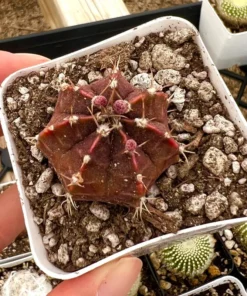 Gymnocalycium Mihanovichii, Chin Cactus, Rare Cactus, Red Cactus, Exotic Plant in 2'', 3