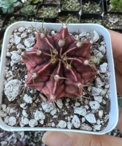 Gymnocalycium Mihanovichii, Chin Cactus, Rare Cactus, Red Cactus, Exotic Plant in 2'', 3