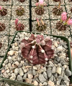 Gymnocalycium Mihanovichii, Chin Cactus, Rare Cactus, Red Cactus, Exotic Plant in 2'', 3