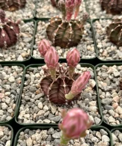 Gymnocalycium Mihanovichii, Chin Cactus, Rare Cactus, Red Cactus, Exotic Plant in 2'', 3