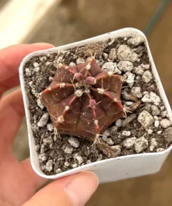 Gymnocalycium Mihanovichii, Chin Cactus, Rare Cactus, Red Cactus, Exotic Plant in 2'', 3