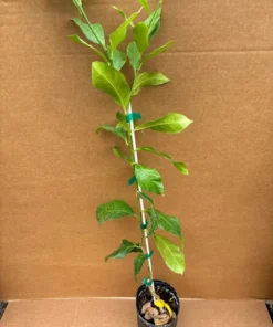 HARVEY LEMON TREE (Grafted) 3 Feet Tall. Free Shipping.