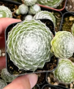 Hen and Chicks, Sempervivum, Rooted Succulent, Live Plant in 2